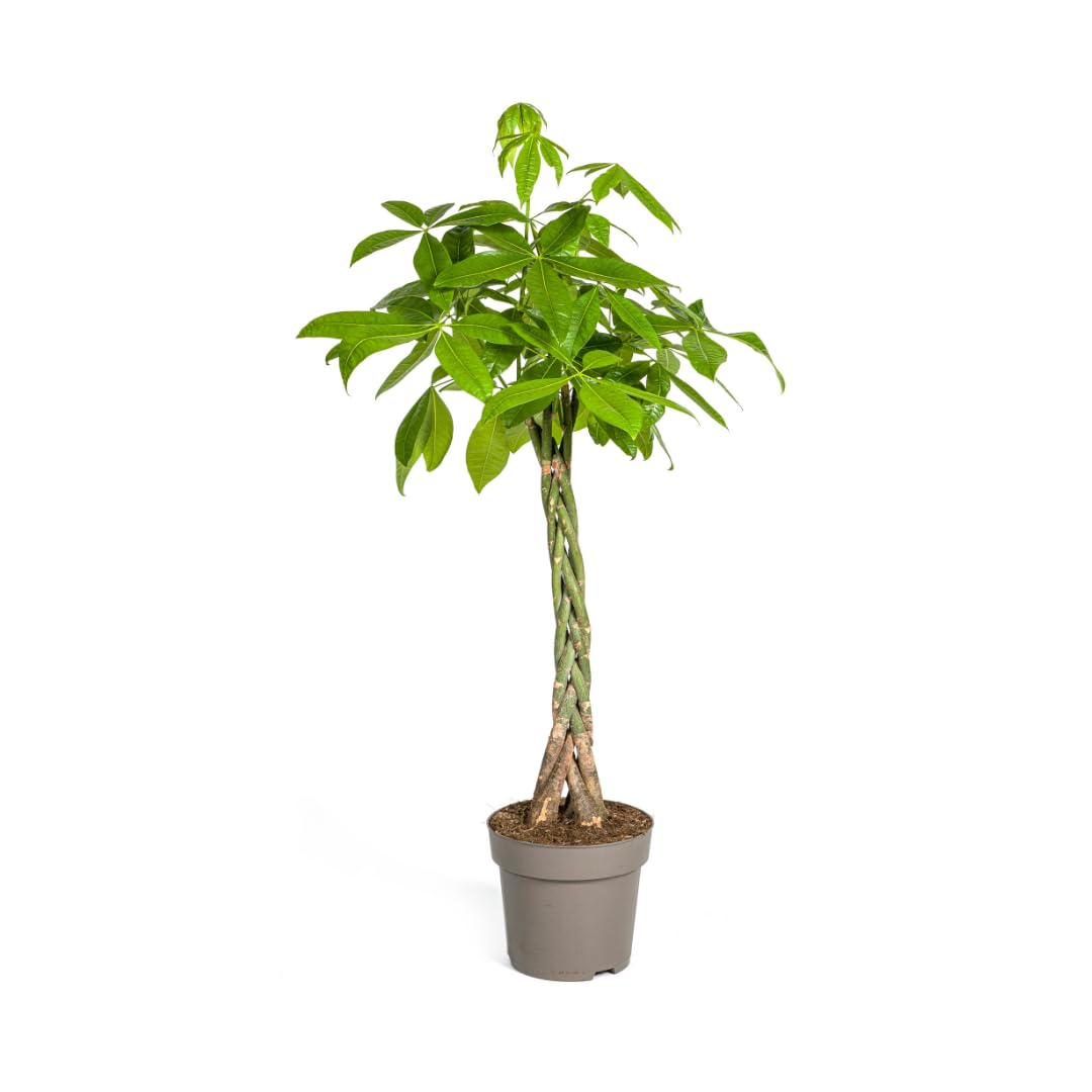 Pachira Aquatica - 130-150cm - Ø27cm - Roślina doniczkowa - Zimozielony