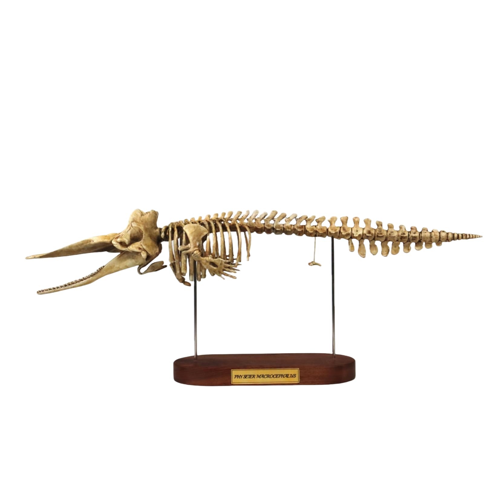 得価，お買い得 マッコウクジラ 鯨骨 抹香鯨 骨 重さ 約7091g (検索