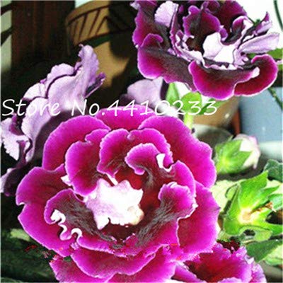 65Pcs Colorful Gloxinia Seeds, Sinningia Gloxinia Seeds, Charming Gloxinia Flower, Perennial Seeds For Home Garden Ornamental : R (B083BR9SX6) Amazon Price History, Amazon Price Tracker