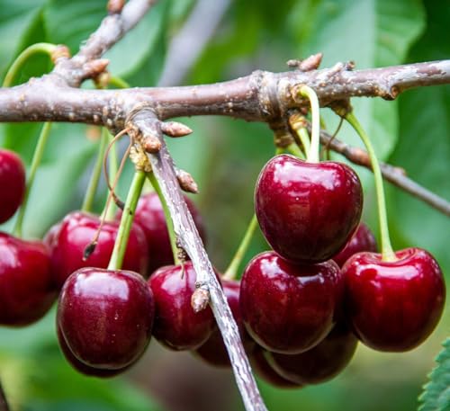 CPEYARE Lapins Cherry Tree plants perfect your garden