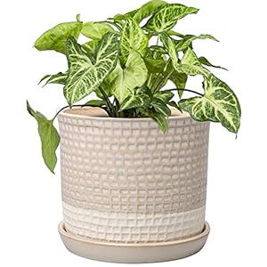 DILATATA 6 Inch Plant Pot Ceramic White Planter for Indoor Plants with Drainage Hole and Attached Saucer Flower Pot Garden Planter Succulent Plant Pot with Bonded Tray Cactus Plant Pot DILATATA 6 Inch Plant Pot Ceramic White Planter for Indoor Plants with Drainage Hole and Attached Saucer Flower Pot Garden Planter Succulent Plant Pot with Bonded Tray Cactus Plant Pot