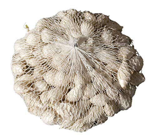 Chrestensen Steckzwiebel Snowball 500g - Weiß saftig mildsüß schossfest Salatzwiebel 10-23mm