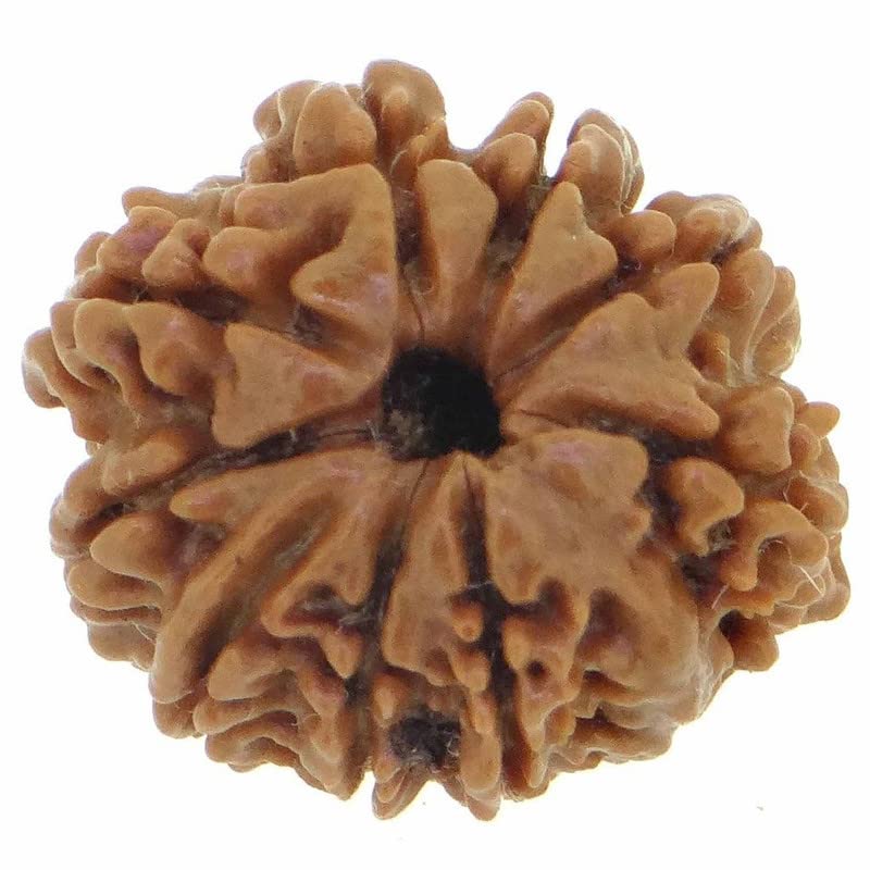 Nepali Rudraksh bead de 9 caras original con acabado natural marrón Aport Home
