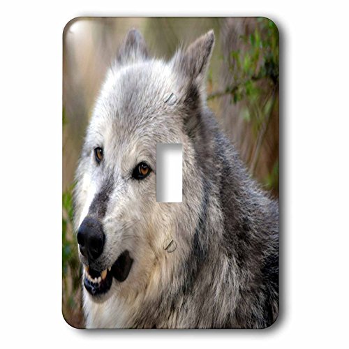 Loup gris avec oreilles arrière pour remplacer un interrupteur jauni
