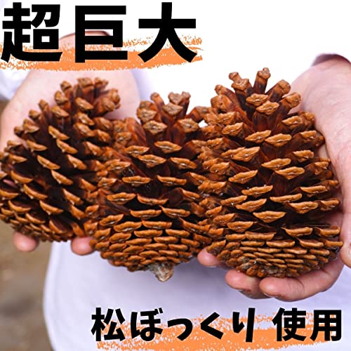 SEIDO レインボっくり 七色に燃える超巨大松ぼっくり 松ぼっ