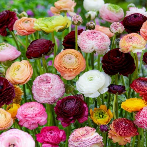 FLORIUM - Ranunkeln zwiebeln Farbenfrohe Kollektion (30 Knollen) winterhart Butterblumen Zwiebeln aus Holland Mehrjährige mischung in 5 Farben echte Pflanzen für Garten und Balkon (nicht künstlich)