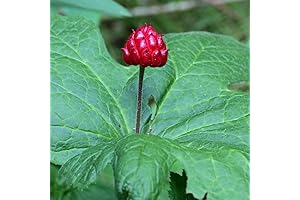 Thriving Goldenseal Live Roots: Plant Your Herbal Remedy