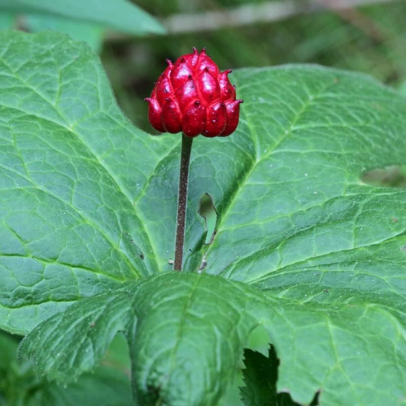 6 raíces vivas de sello dorado para plantar