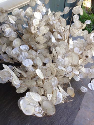 TomorrowSeeds - Money Plant (Lunaria) Seeds - 50+ Count - for 2026 Planting Non-GMO Heirloom Lunaria Honesty Silver Dollar Perennial Wildflower Garden Flower Dried Bouquet House Plant Live