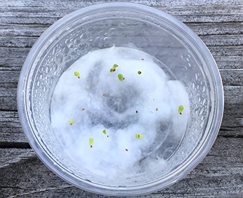 Micro Landscape Design Lithops Rare Authentic Exotic Karasmontana Red Top 25 Seeds Freshly Harvest With Mini Live Lithops And Germination Kit #TOP5