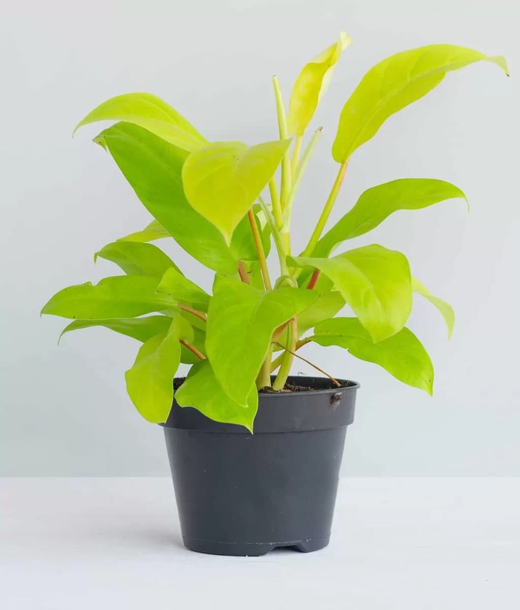 Garden Art Philodendron Ceylon Gold Indoor Housing Plant Air Purifier Plant(pack of 1 healthy plant) (B09Y94SSQ4) Amazon Price History, Amazon Price Tracker