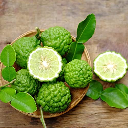 Qauzuy Garden 3 Makrut Kaffir Lime Seeds (Citrus Hystrix) - Fragrant Edible Leaves - Perennial Tropical Exotic Fruit Tree - Great For Container Pot - Easy To Grow #TOP1