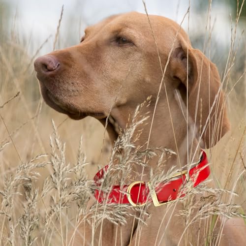 Image of Viper Biothane Heavy Duty Waterproof Dog Collar Strong Coated Nylon Webbing w /Solid Brass Hardware Odor-Proof Easy to Clean High Performance Fits Small Medium or Large Dogs, Cherry Red