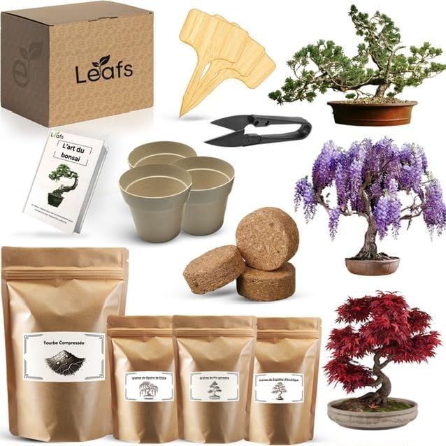 Kit Bonsai Plantation Coffret Cadeau Original Homme Femme Graines Glysines Pin Copalme Plantes Intérieur Extérieur