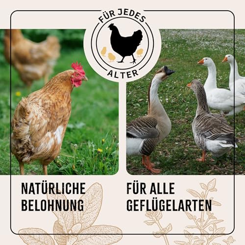 AniForte Wohlfühlkräuter für Hühner 500 g - Natürliche Kräuter für Geflügel unterstützen Immunsystem & Verdauung, Leckerchen für Hühner jeden Alters, mehr Vitalität
