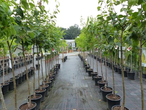 gruenwaren jakubik echter Walnussbaum Juglans regia 180 cm Obstbaum winterhart kräftiger Stamm Nussbaum
