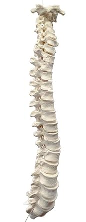 hBARSCI 47pc Disarticulated Human Spine Model - Individual Axial Skeleton Bones: Vertebrae & Intervertebral Discs - Life Sized - Medical Quality for Chiropractors