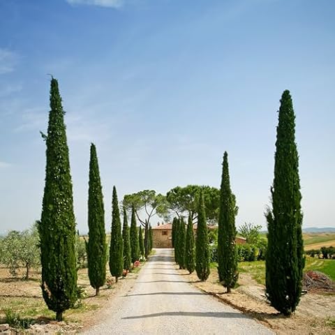 YouGarden Set of Six Italian Cypress Trees Cover