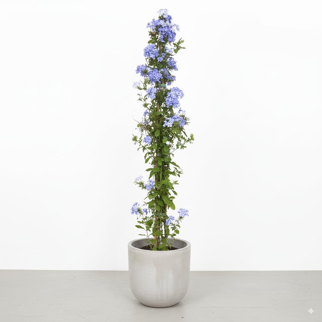 Garden Center Shop | Plumbago Capensis 125 cm M20 | Jazmín Azul Arbusto Trepador Perennifolio | Florece Muchos Meses | Ideal Vallas, Pérgolas y Macetas Grandes