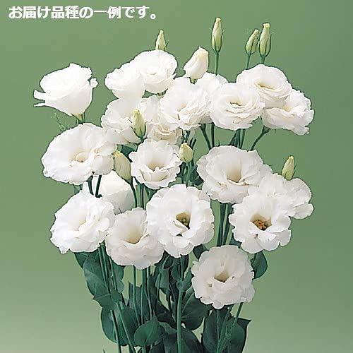 Amazon.co.jp: トルコキキョウ ミックス 1ポットに3芽入ってい