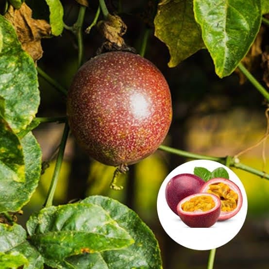 LEAF JIBON, Sweet Passion Fruit Rare Purple Hybrid Passion Fruit Live Plant Elevate Your Garden Air Layered Pack Of-1 Healthy Fruit Tree-picture-10