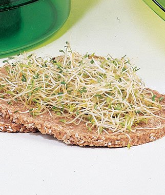 Broccoli Organic Sprouting Seeds 4 Ounces