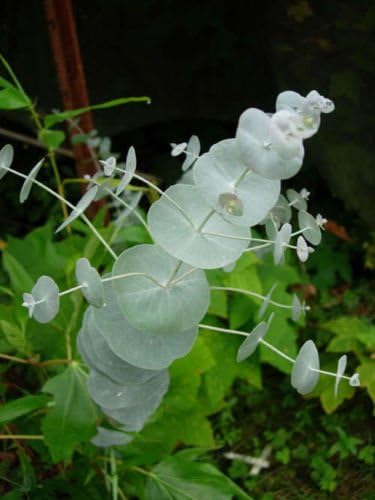 20 SILVER DROP EUCALYPTUS Gunnii Cider Gum Tree Seeds + Gift & Comb S/H