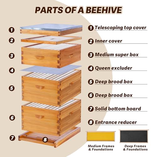 Thxbees 10-Frame Langstroth Bee Hive Complete Bee Hive Kit Beeswax Coated Include Beehive Frames and Waxed Foundation Sheets for Beekeeper (2 Deep Beehives Box & 1 Medium Box) - Thumbnail 4