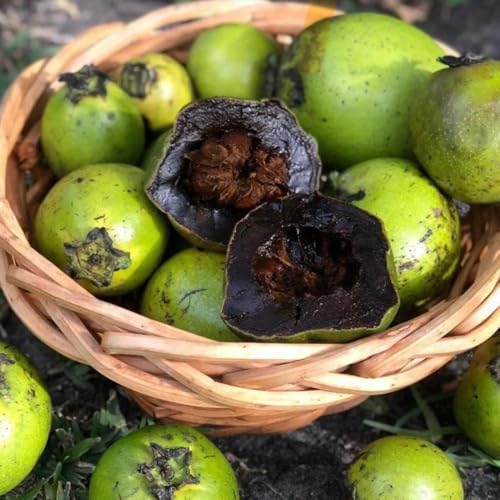 diospyros digyna semillas de caqui negro columnares de balcón de chocolate con zapote negro - caqui resistente - resistentes 20pcs