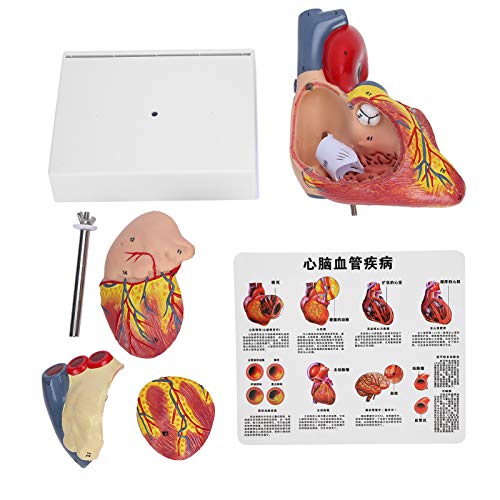 Image of Human Heart Model 48 Anatomical Internal Structures, 2-Part Life Size Anatomically Accurate Numbered Heart Model, 3 x Removable Parts for Teaching use