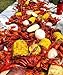Slap Ya Mama Cajun Seasoning, Seafood Boil, 8 Pound
