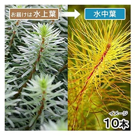 Amazon 水草 アラグアイア レッドロタラ 水上葉 無農薬 １０本 北海道航空便要保温 Charm チャーム 生体水草 通販