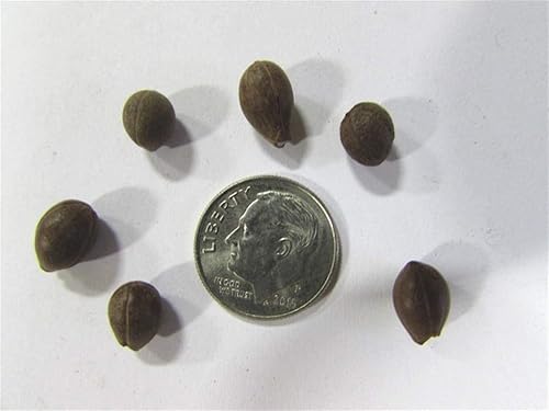 Miniatura 3 de 6 semillas de arbusto de campana de nieve americana para plantar - Styrax americanus - Elegantes flores lloronas - Ideal para jardín o patio