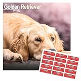 golden retriever calendario 2026 | calendario da parete quadrato di razza di cane | 16 mesi | con adesivi organizzativi