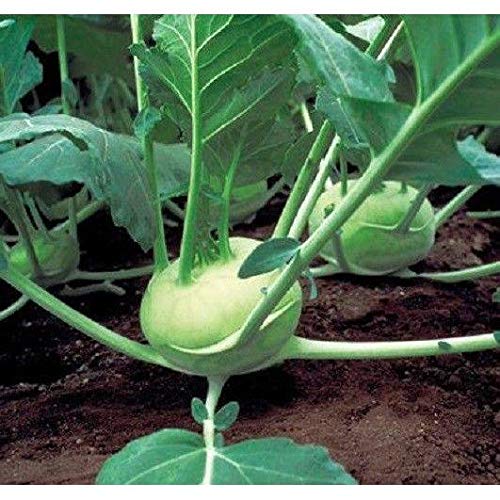 Quickstar Hybrid Kohlrabi Seeds (30+ Seed Package)