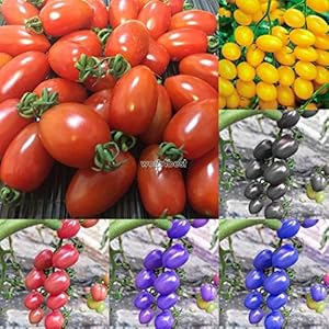 Portal Cool 20Pcs: Orto Balcone Bonsai vegetale delle Piante Pomodoro Ciliegino Semi WST