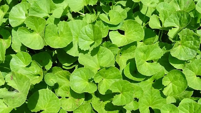 Nasiona Hydrocotyle 30 sztuk świeże