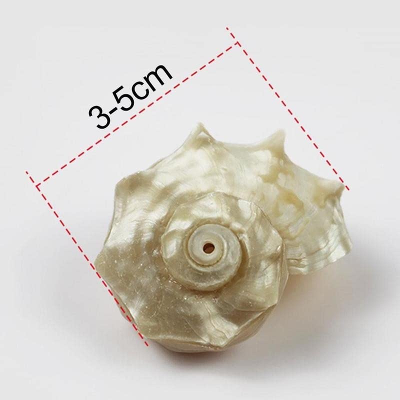 Coquille de conque naturelle sculptée par l'océan pour cabinet de curiosités