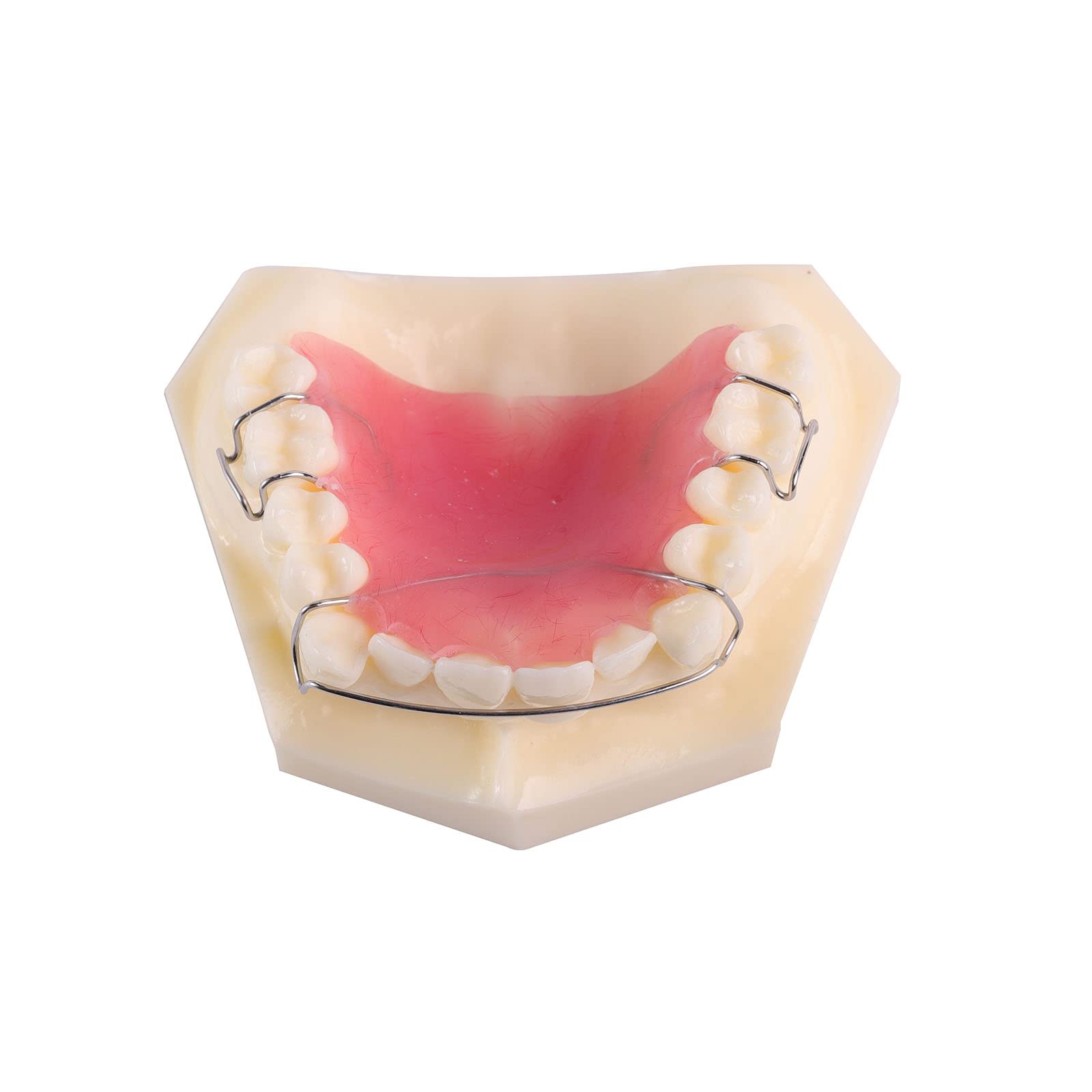 Buy Dental Model, Dental Maxillary Orthodontic Retainer Demonstration