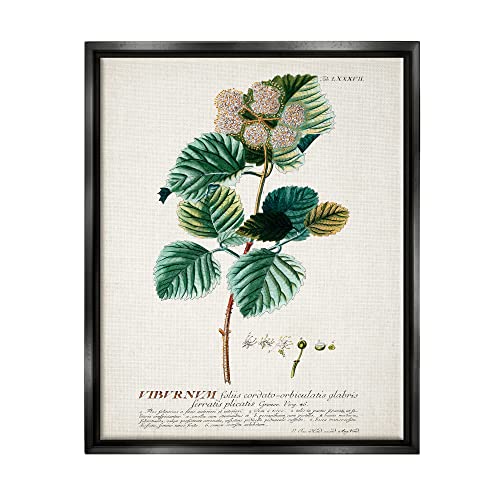 Stupell Industries Botanical Plant Illustration Seeds Vintage Design, Design by World Art Group, Green, 16 x 20