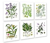 Botanical Herb Prints Wall Art Set of 6 Unframed Botanical Prints Kitchen Wall Decor