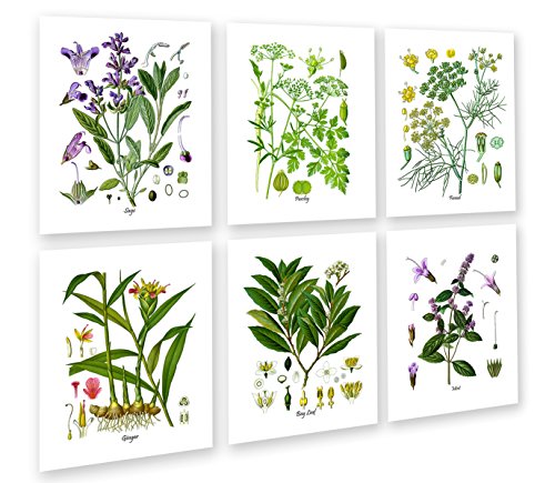 Gnosis Picture Archive Botanical Herb Prints Wall Art Set of