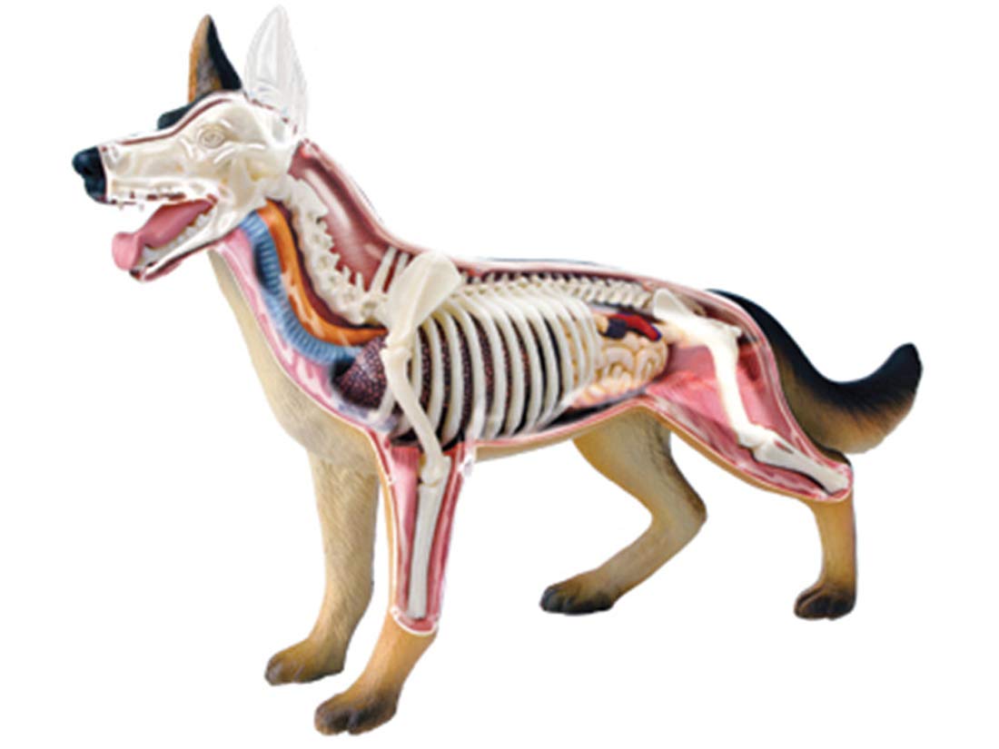 6.5In Hight Dog Anatomy Model 4D Vision Puzzle Assembled Model Toys Animal Anatomy Torso Model Kit Has 28 Detachable Parts Educational Toys Desktop Game Model for Kids