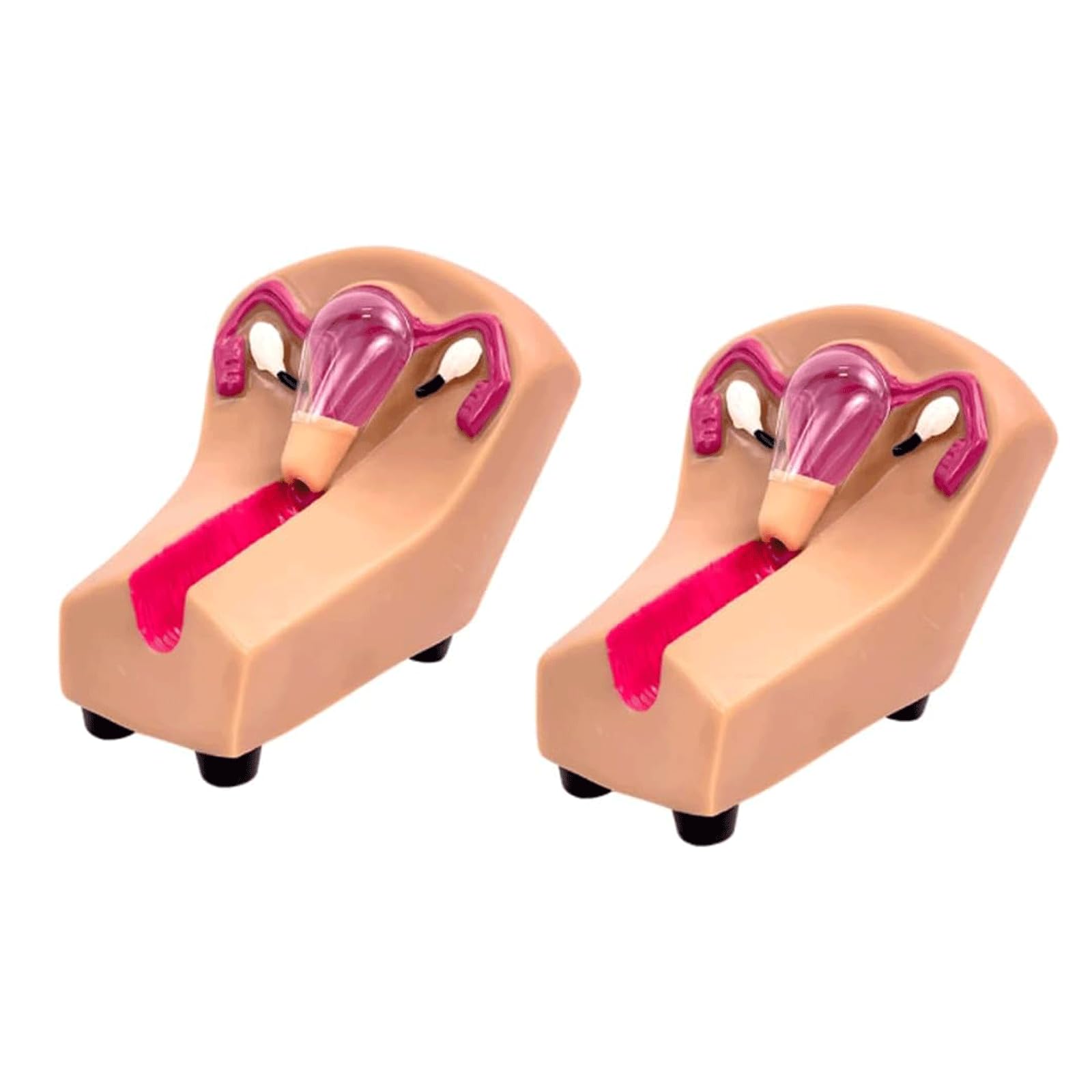 Amazon.co.jp: 子宮生殖器教育模型解剖模型、診察室や教室用の解剖学的