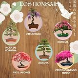 Louise & Gaston L&G - kompletny zestaw bonsai do uprawy - 6 nasion w 100% naturalnych, ogrodnictwa i dekoracji wnętrz, zestaw bonsai dla początkujących i ekologiczny pomysł na prezent