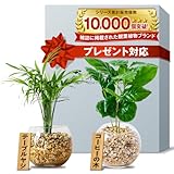 東京寿園 ハイドロカルチャー 観葉植物 2点セット 本物 ミニ 土を使わない 卓上 テーブルヤシ コーヒーの木