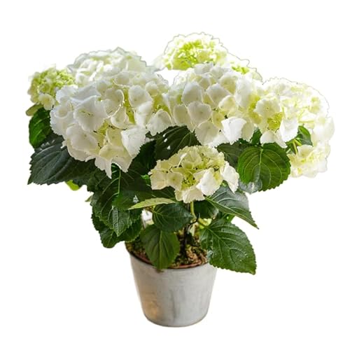 Hortensia Blanca Natural en Maceta Planta Ornamental de Exterior e Interior