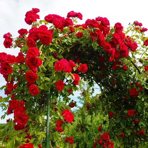 Carbeth Plants Red Climbing Rose in 3L Pot - Summer Flowering