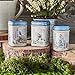 Peter Rabbit 3x Mini Tea Tins with Loose Leaf English Tea, Beatrix Potter Gift, Small Caddy Set
