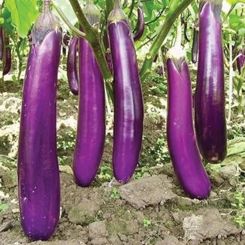 200 Eggplant Seeds - Talong Purple No.1 Heirloom Philippines Most Used Eggplant Premium Non-GMO Open Pollinated US Grown Seed Always Fresh!